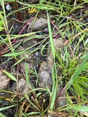 Canis lupus crassodon