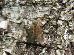 Rhagio annulatus