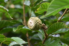 Lithocarpus corneus