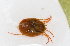 Argasidae