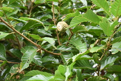 Lithocarpus corneus