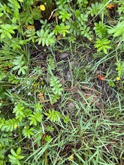 Canis lupus crassodon