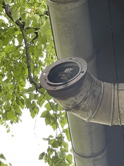 Phoenicurus phoenicurus