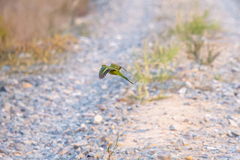 Pezoporus wallicus wallicus