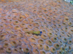 Coryphopterus lipernes