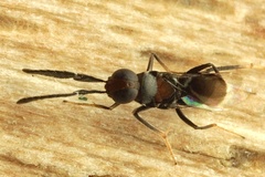 Anagyrini