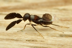 Anagyrini