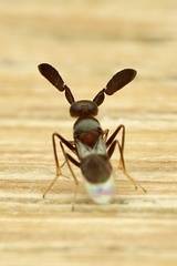 Anagyrini