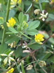 Trifolium dubium