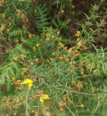 Genista triacanthos
