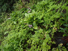 Astilbe microphylla