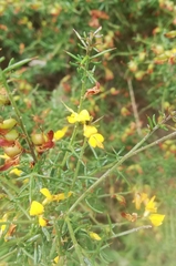 Genista triacanthos