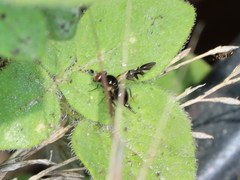 Oxyaciura tibialis