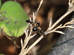 Oxyaciura tibialis