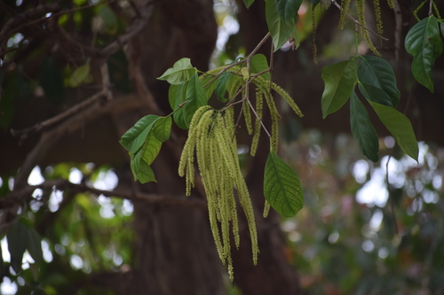 Crypteronia paniculata observed 2020-02-21