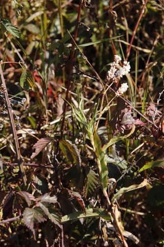 Image of Persicaria senegalensis by (c) Tony Rebelo, some rights reserved (CC BY-SA)