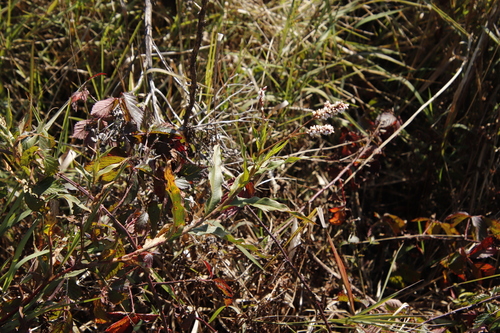 Image of Persicaria senegalensis by (c) Tony Rebelo, some rights reserved (CC BY-SA)