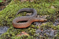 Aspidura trachyprocta