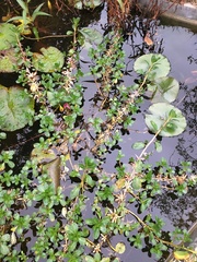 Ludwigia adscendens