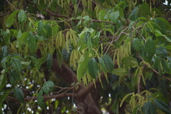 Crypteronia paniculata