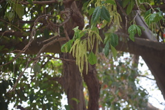 Crypteronia paniculata