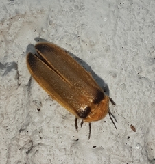 Abscondita