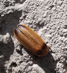 Abscondita