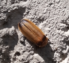 Abscondita
