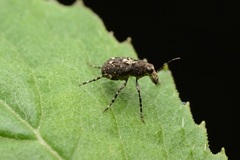 Sphinctotropis paviei