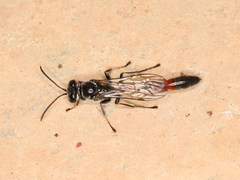 Trypoxylon petiolatum