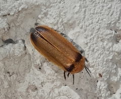 Abscondita