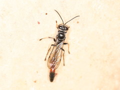 Trypoxylon petiolatum