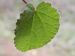 Abutilon fraseri