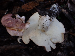 Leucopaxillus lilacinus