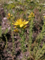 Hypericum orientale