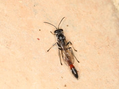 Trypoxylon petiolatum