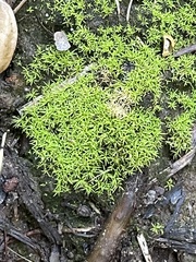 Dicranoweisia cirrata