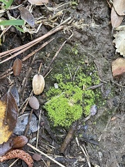 Dicranoweisia cirrata