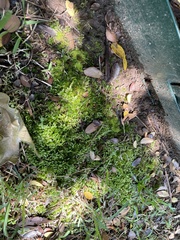 Dicranoweisia cirrata