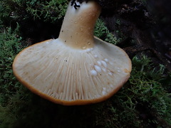 Lactifluus clarkeae