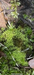 Dicranoweisia cirrata