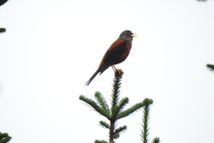 Turdus rubrocanus