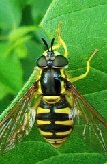 Chrysotoxum cautum