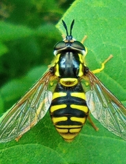 Chrysotoxum cautum