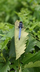 Orthetrum melania melania