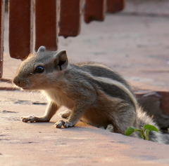 Funambulus pennantii