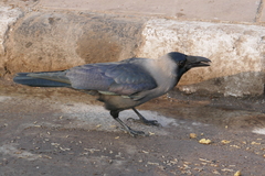 Corvus splendens