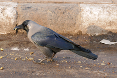 Corvus splendens