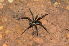 Dolomedes instabilis