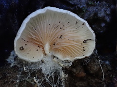 Entoloma ravinense